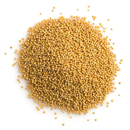 Mustard Seeds (Yellow) / 黃芥末籽