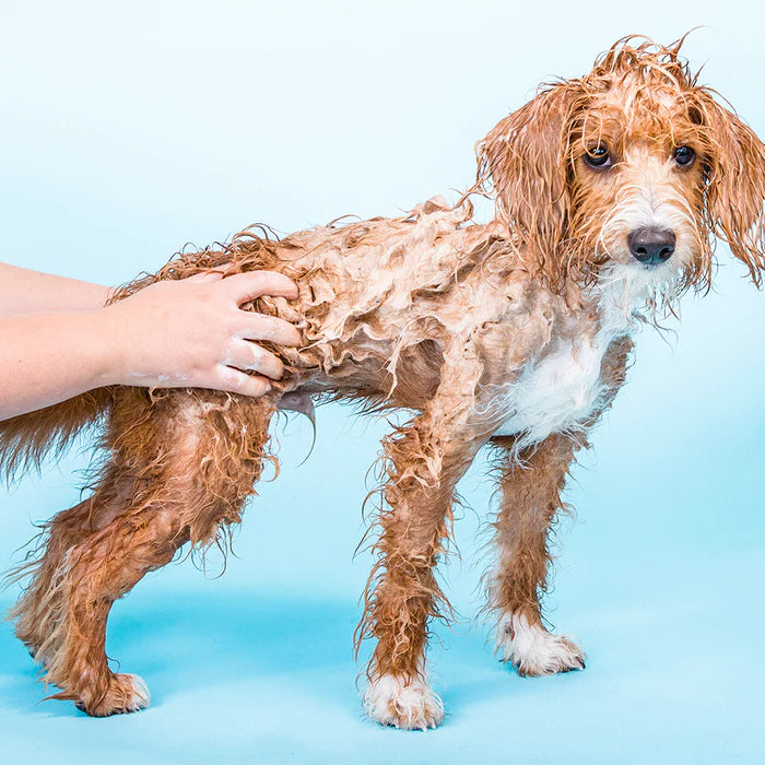 Ethique Dog  Shampoo Bar - Bow Wow