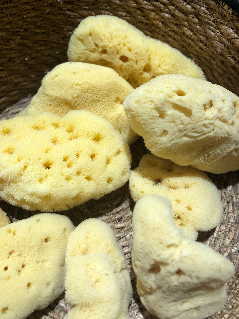 Natural Bath Sponge 天然海綿