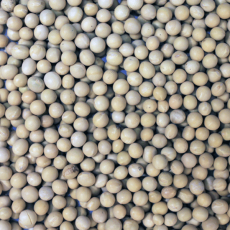 Soya Beans (Organic) / 有機黃豆